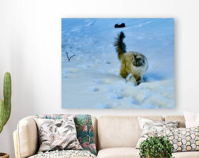 Furtive Siberian cat by PIE