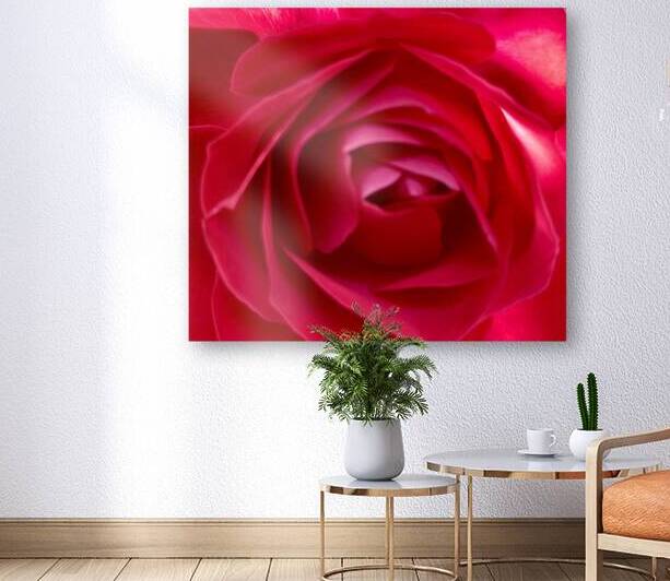 Into a rose… Reproduction
