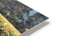 Sunflowers HD Metal print