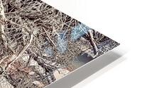 Harmony HD Metal print