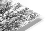 Ancient trees view from below HD Metal print