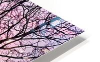 Sunset and branches HD Metal print