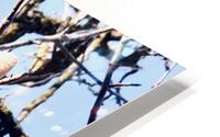 Looking up HD Metal print