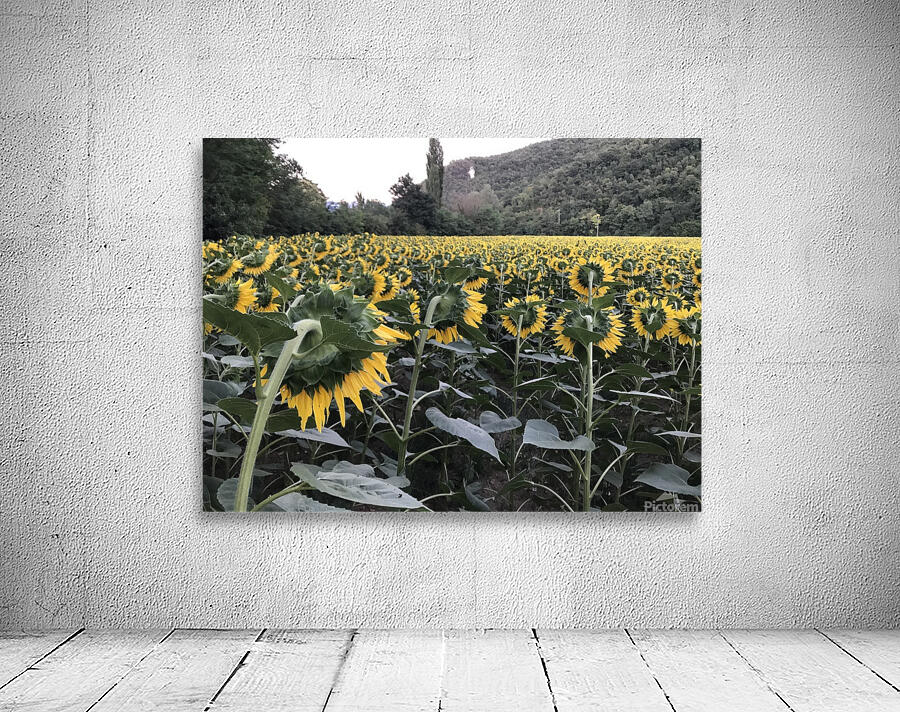 Sunflowers Wall Preview