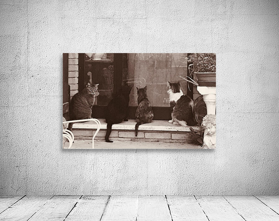 Four cats Wall Preview