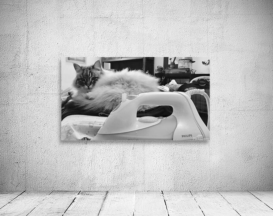 Cat and iron Wall Preview