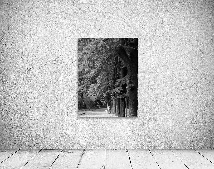 Dogsitting in the park Wall Preview
