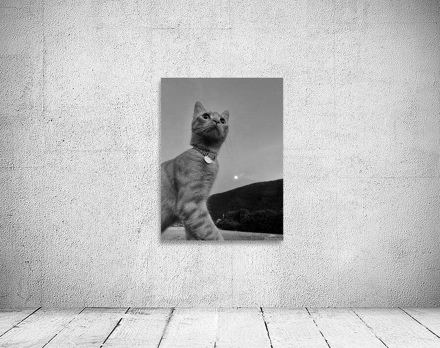 Cat at dusk Wall Preview
