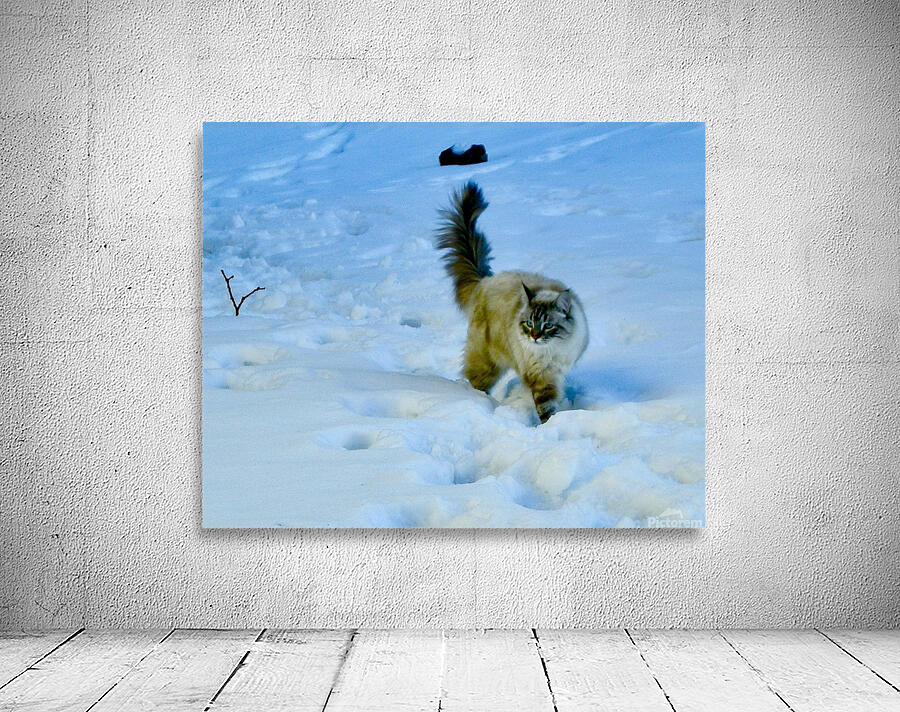 Furtive Siberian cat Wall Preview