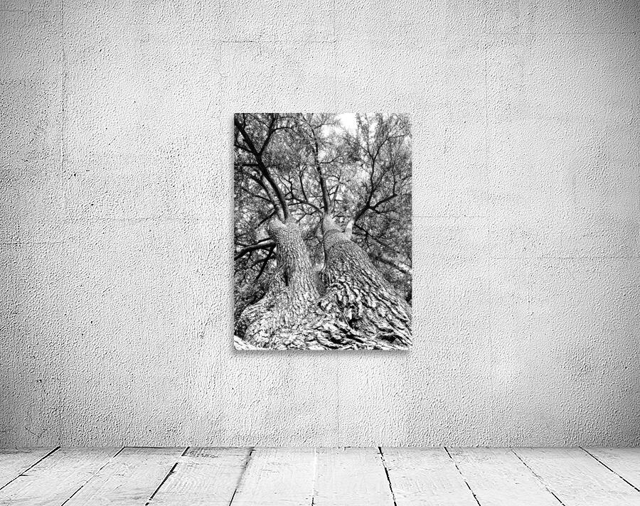 Ancient trees view from below Wall Preview
