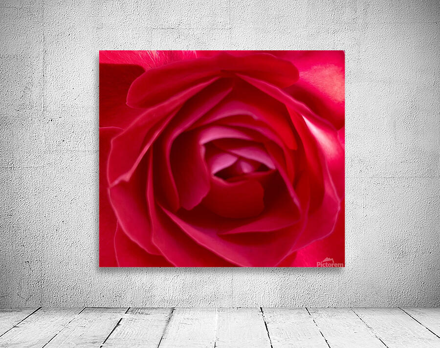 Into a rose… Wall Preview