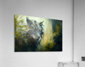 Wild no.8 Acrylic Print