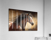 Wild no.84 Acrylic Print