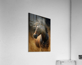 Wild no.85 Acrylic Print