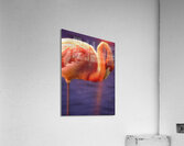 Flamingo sunset 2 Acrylic Print