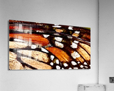 Monarch beauty  Acrylic Print