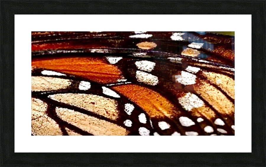Monarch beauty  Picture Frame print