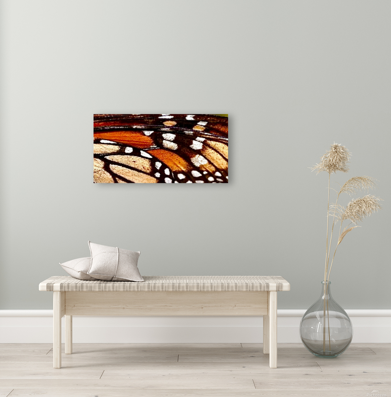 Monarch beauty  Reproduction