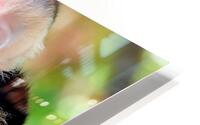 Capuchin Bond HD Metal print