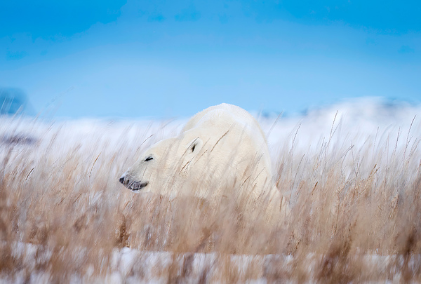 Tundra Breeze Digital Download