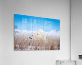 Tundra Breeze Acrylic Print