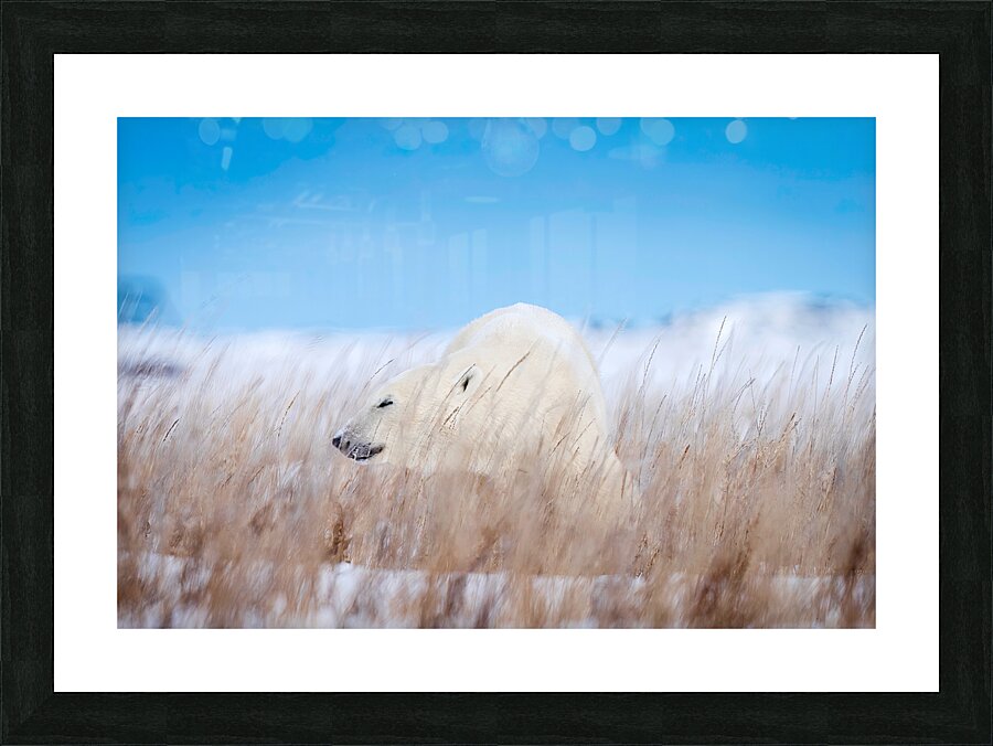 Tundra Breeze Picture Frame print