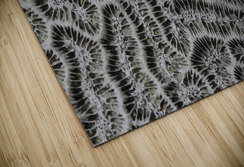 Brain Coral Frederick Kinski puzzle