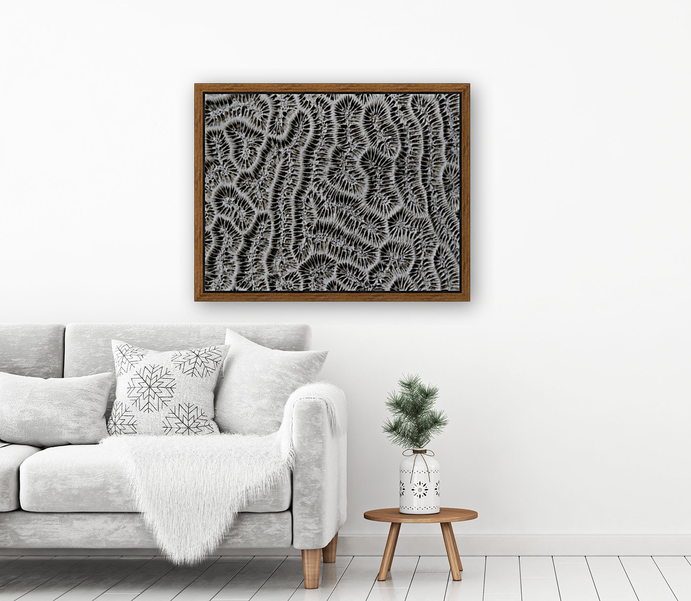 Brain Coral Reproduction