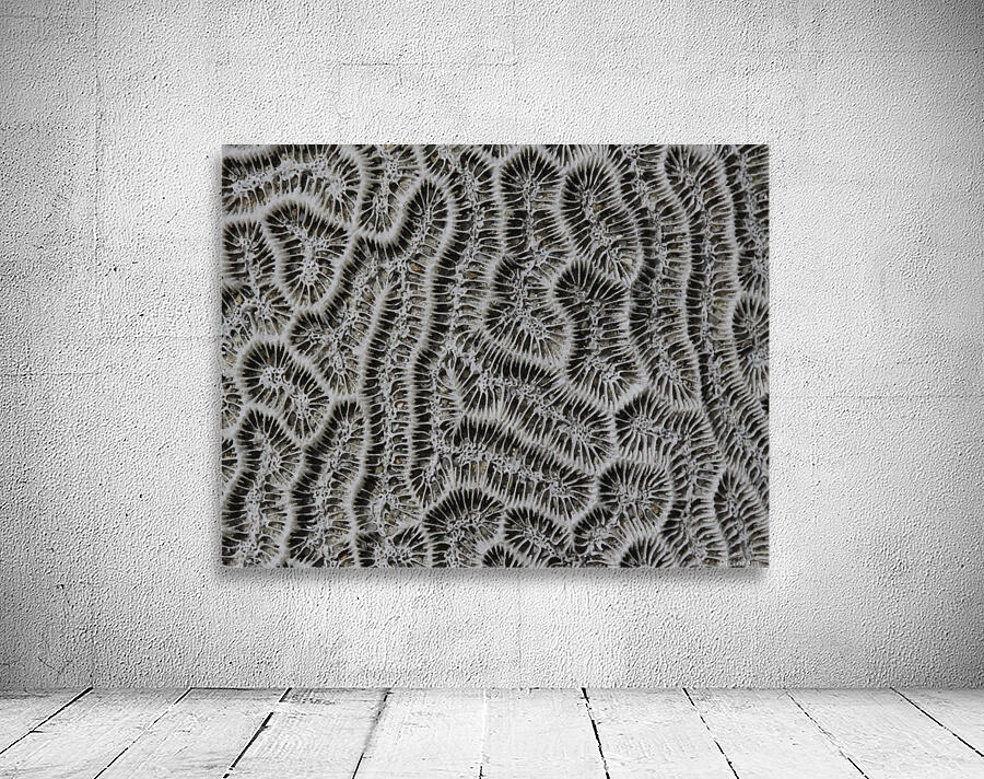 Brain Coral Wall Preview