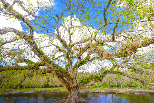 Live Oak Tree Digital Download