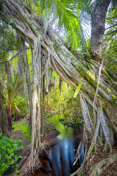 A Day at Banyan Creek Digital Download