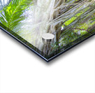 A Day at Banyan Creek Acrylic print