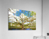Live Oak Tree Acrylic Print