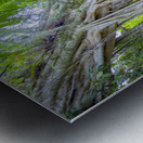 A Day at Banyan Creek Metal print