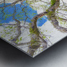 Live Oak Tree Metal print