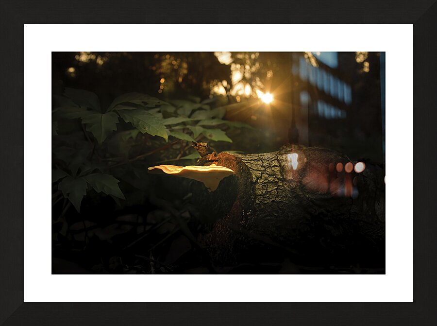 A Mushroom in the Forest Picture Frame print