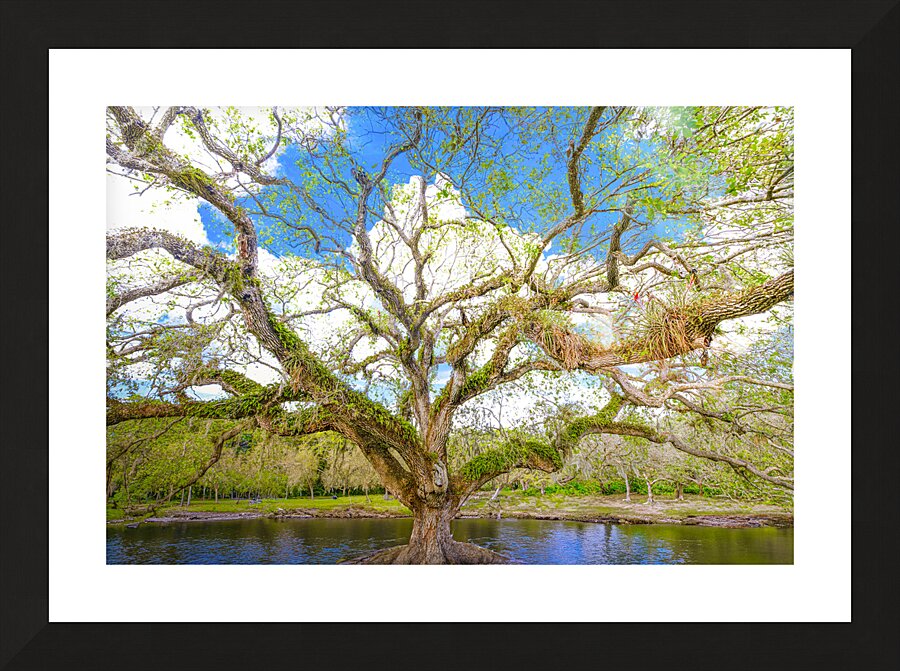Live Oak Tree Picture Frame print