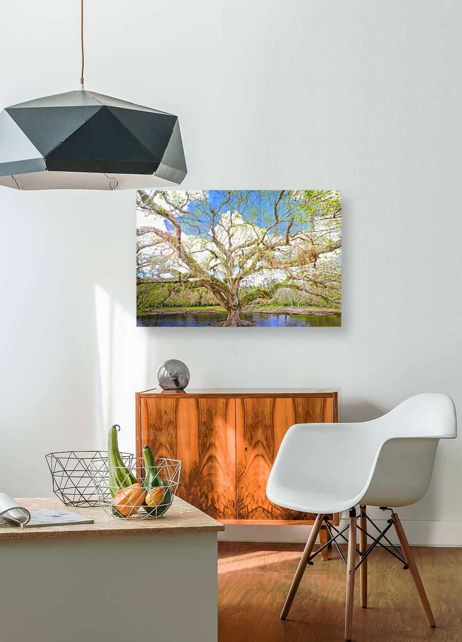 Live Oak Tree Reproduction