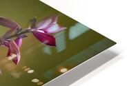 Hovering Hummingbird  HD Metal print