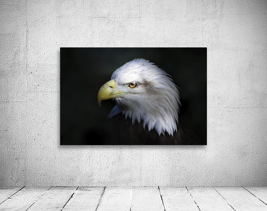 American Predator Wall Preview