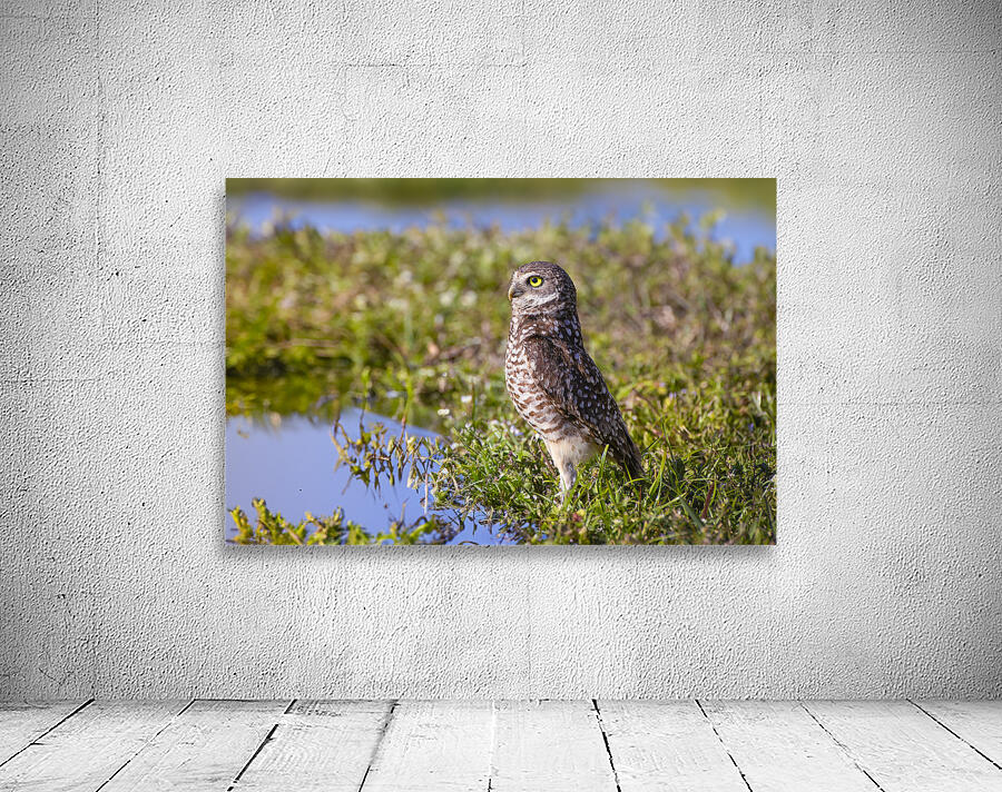 The Burrowing Owl Wall Preview