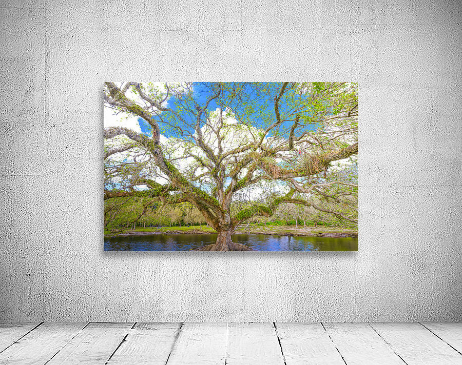 Live Oak Tree Wall Preview