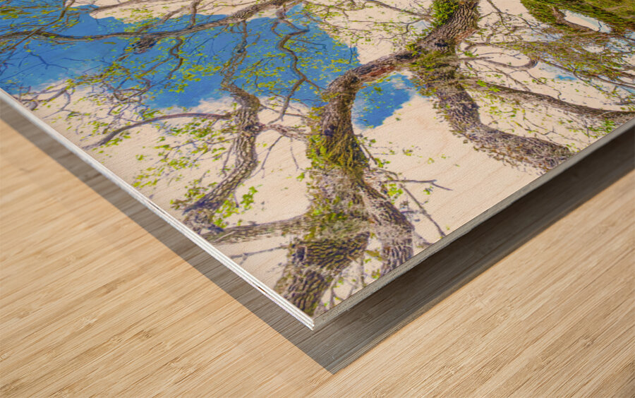 Live Oak Tree Wood print