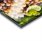 Organic Ripe Pinot Gris Grapes Okanagan Valley Vineyard Acrylic print