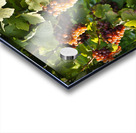 Organic Ripe Pinot Gris Grapes Okanagan Valley Vineyard Acrylic print