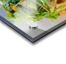 Spaghetti Carbonara Acrylic print