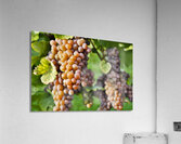 Organic Ripe Pinot Gris Grapes Okanagan Valley Vineyard Acrylic Print