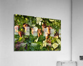 Organic Ripe Pinot Gris Grapes Okanagan Valley Vineyard Acrylic Print