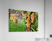 Organic Ripe Pinot Gris Grapes Okanagan Valley Vineyard Acrylic Print