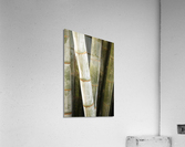 Giant Bamboo  Acrylic Print